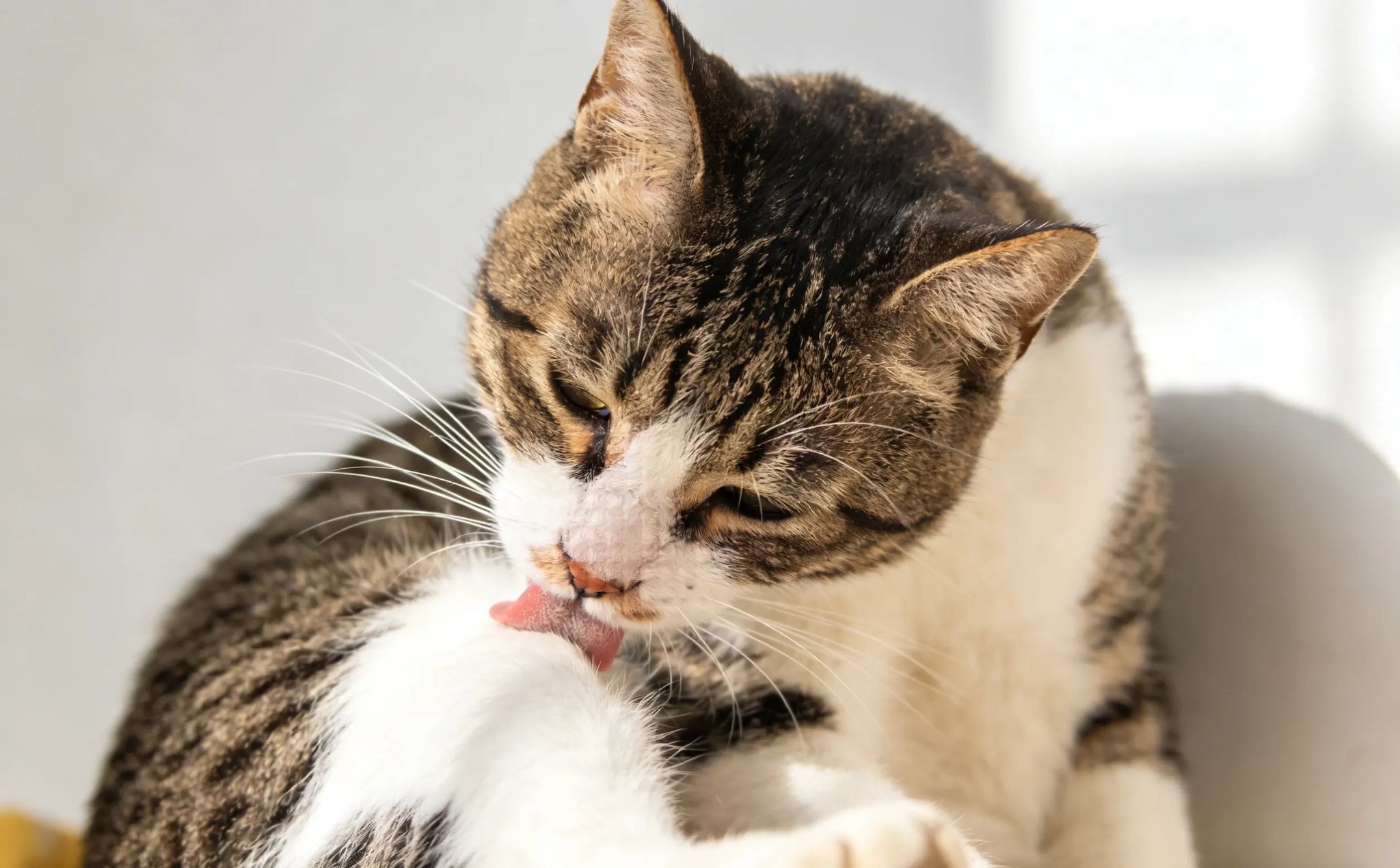 Can Cat Supplements Improve Shedding and Skin Comfort? A Complete Guide for Pet Parents