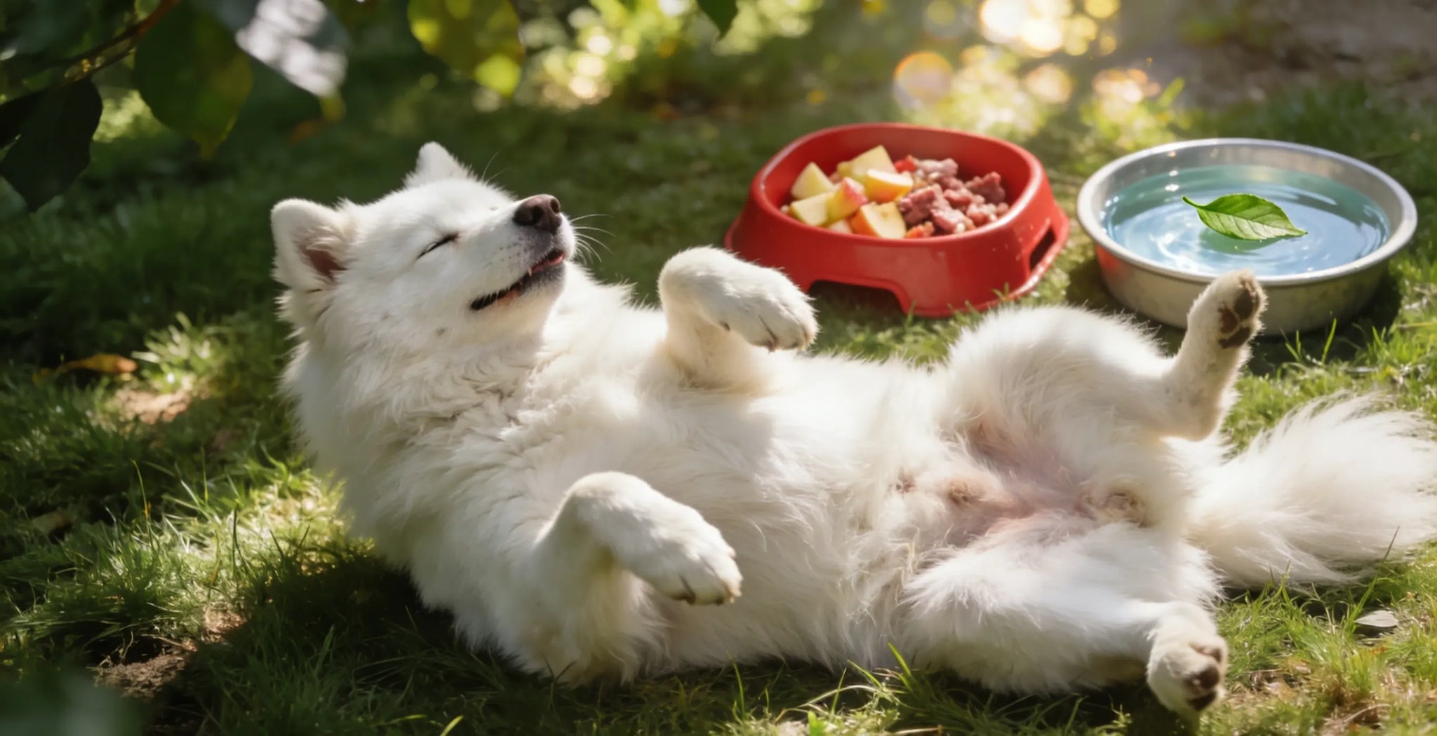 Probiotics for Dogs: Why Gut Health Matters More Than You Think