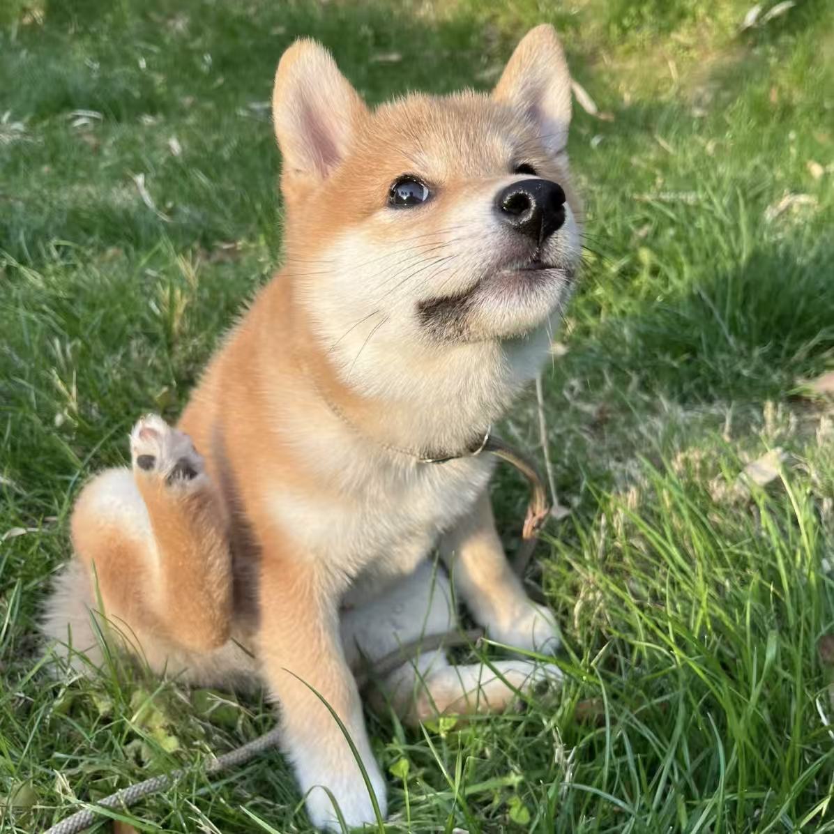 Dog-Allergy-Relief-Benadryl-Dosage-Guide-Safe-Alternatives-When-to-Call-the-Vet Pawbio|Nutritional supplement kit for your furry friends