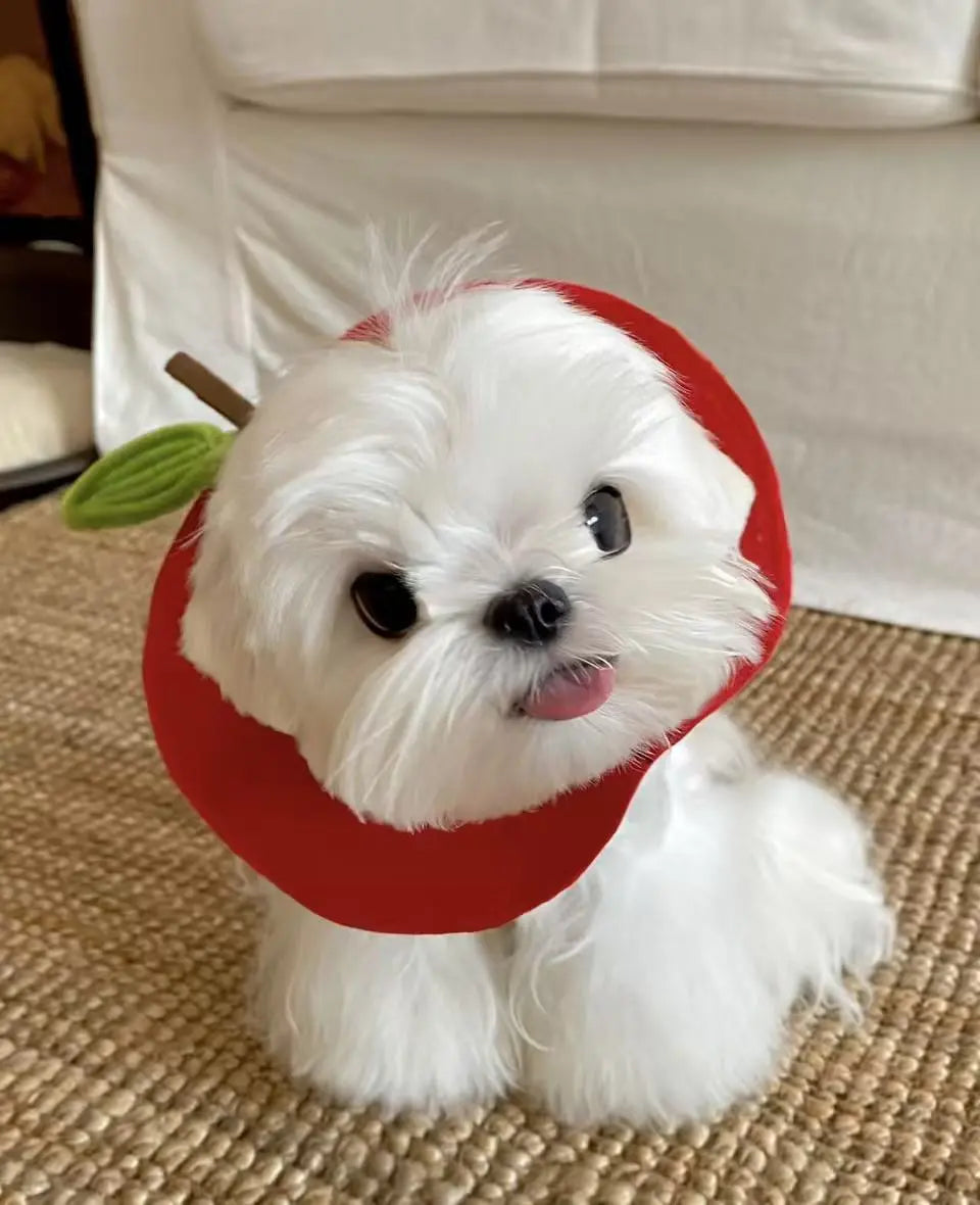 The-Gift-of-Wellness-Why-Pet-Supplement-Gift-Boxes-Are-Winning-Hearts Pawbio|Nutritional supplement kit for your furry friends