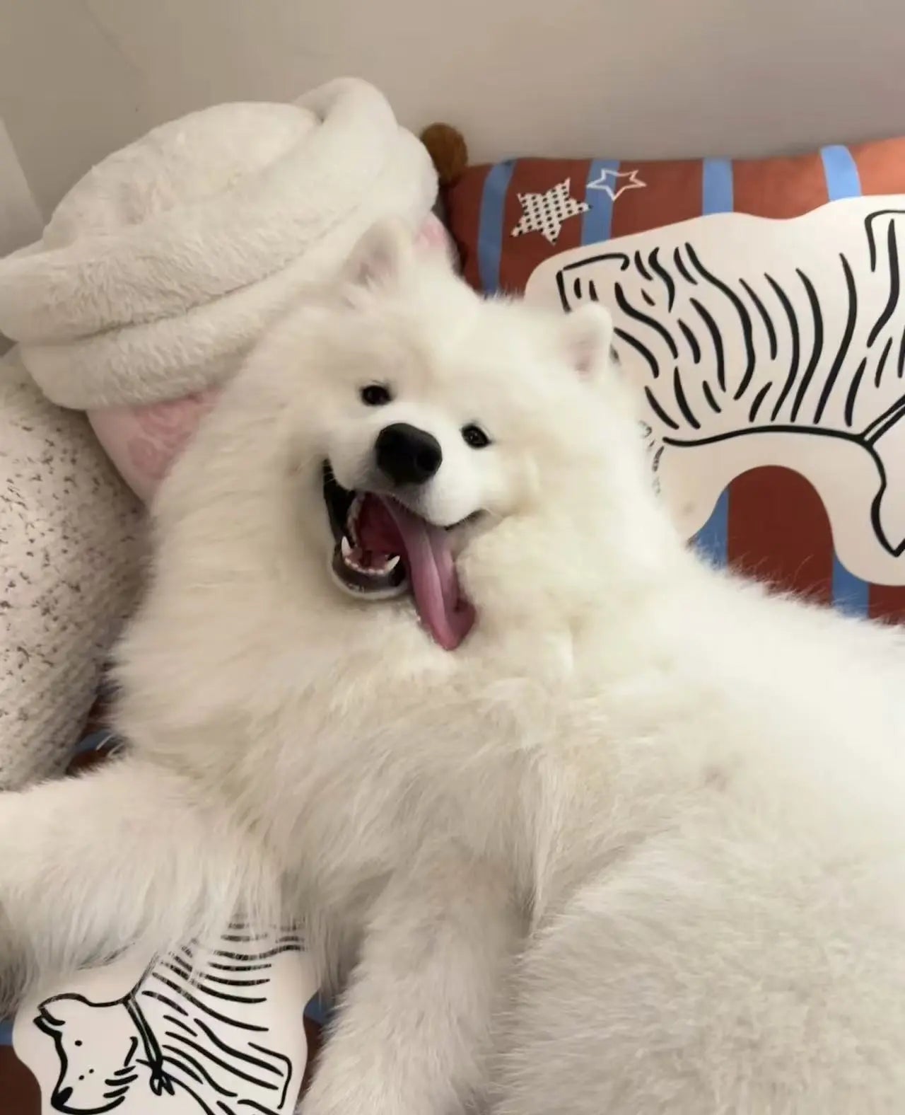 From-Pilling-to-Parenting-The-Emotional-Side-of-Pet-Supplements Pawbio|Nutritional supplement kit for your furry friends