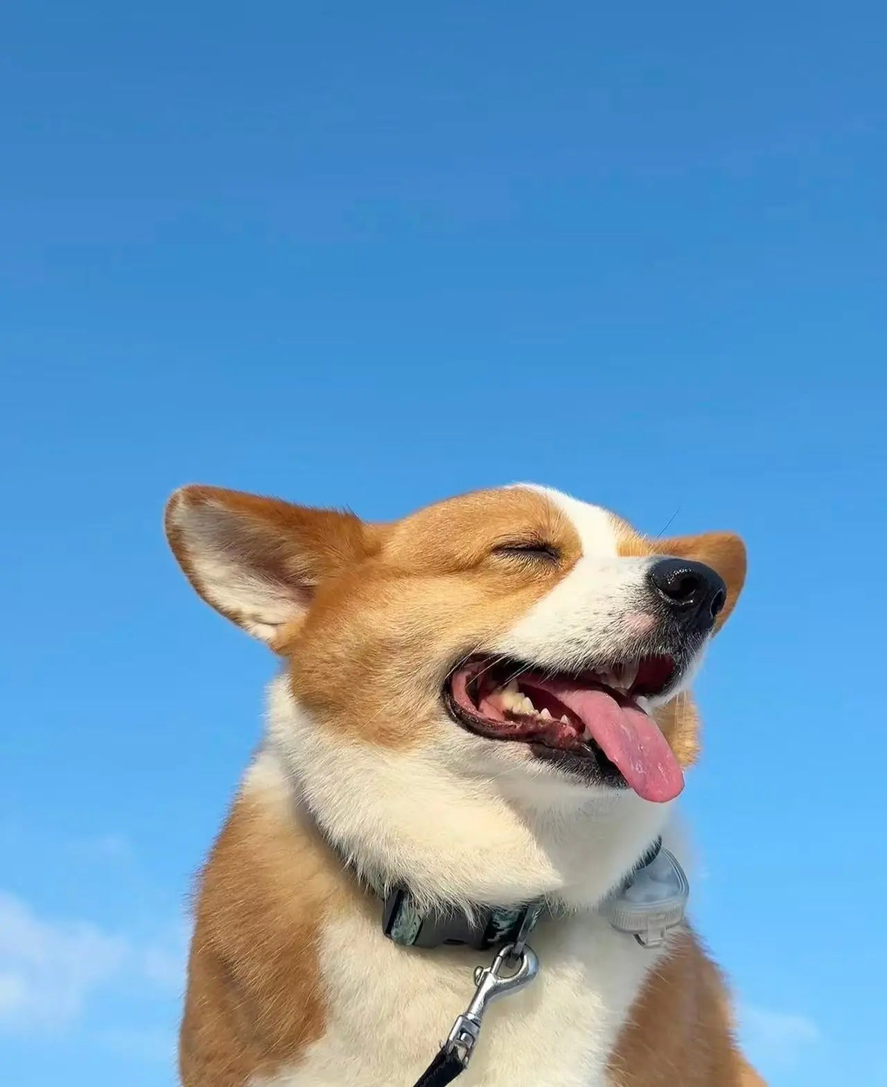 Superfoods-for-your-pets-Nourishment-That-Goes-Beyond-the-Bowl Pawbio|Nutritional supplement kit for your furry friends