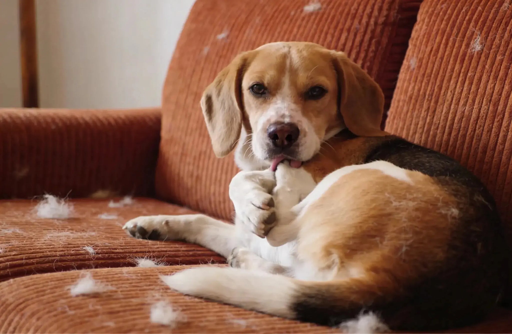 Practical-Daily-Routines-for-Healthy-Skin-and-Coat-in-Dogs Pawbio｜Nutritional supplement kit for your furry friends