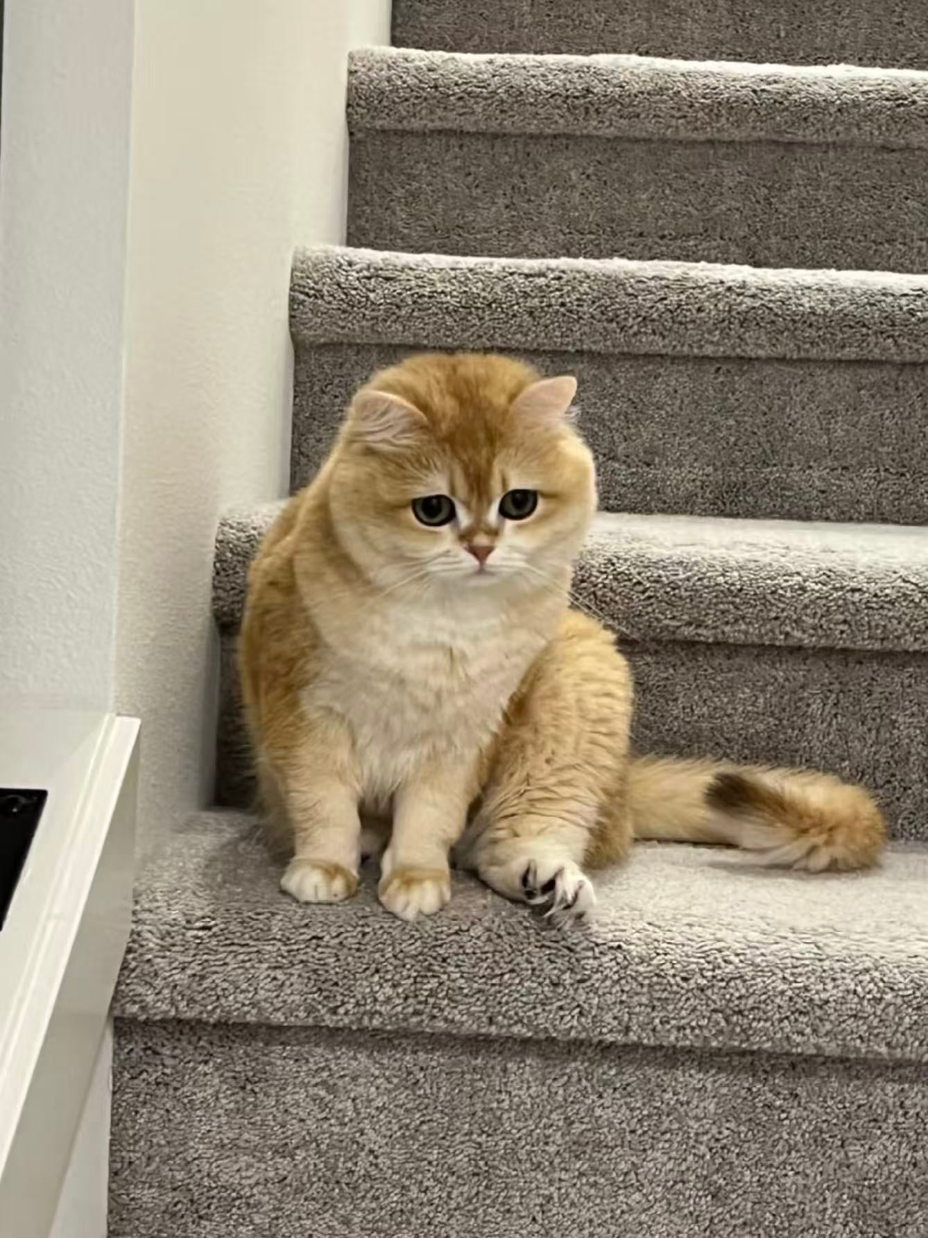 Don’t Let Scammers Hijack the Search for Your Lost Pet