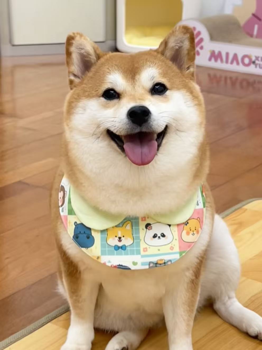 🎁 Pet Nutrition as a Gift: Why PawBio’s All-in-One Pet Wellness Gift Boxes Are Trending