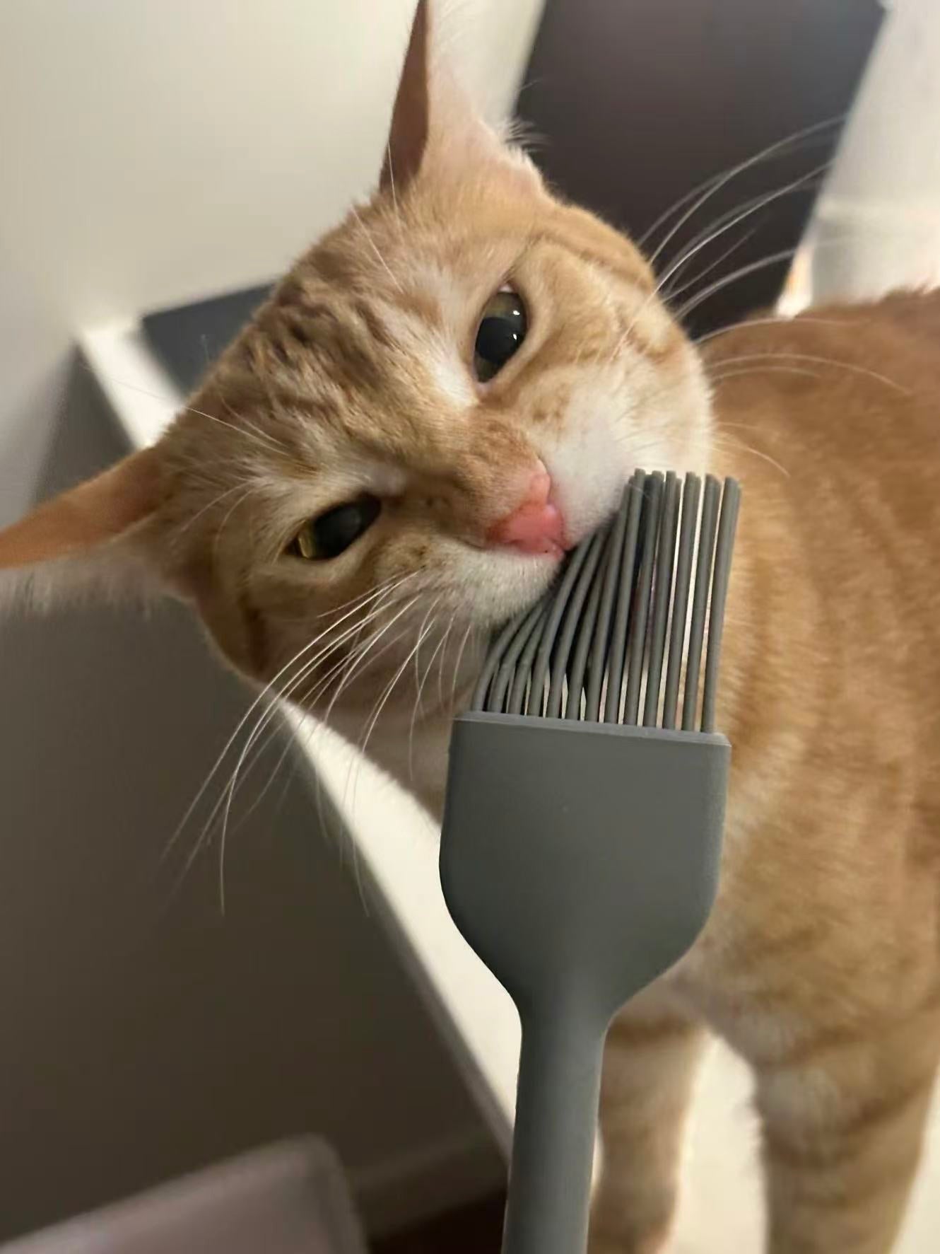 Pica in Cats: Why It Happens and How Omega-3 Can Help