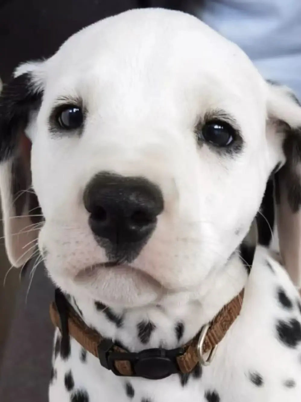 Dog-Breeds-with-the-Worst-Separation-Anxiety-And-What-You-Can-Do-About-It Pawbio｜Nutritional supplement kit for your furry friends