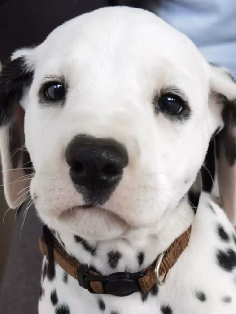 Dog Breeds with the Worst Separation Anxiety – And What You Can Do About It