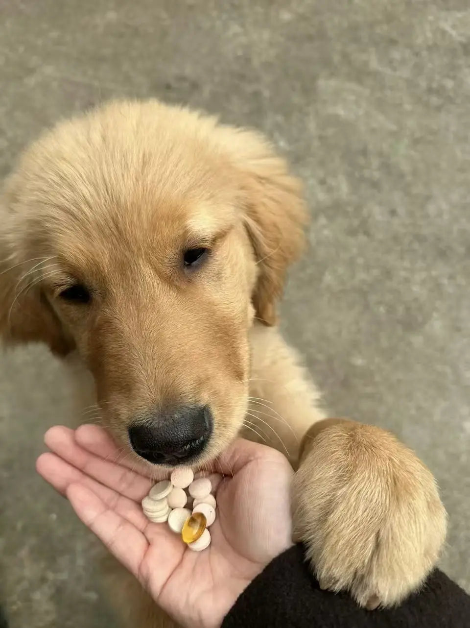 Breaking-the-Stereotype-Pet-Supplements-Don-t-Have-to-Feel-Like-Medication-Time Pawbio｜Nutritional supplement kit for your furry friends