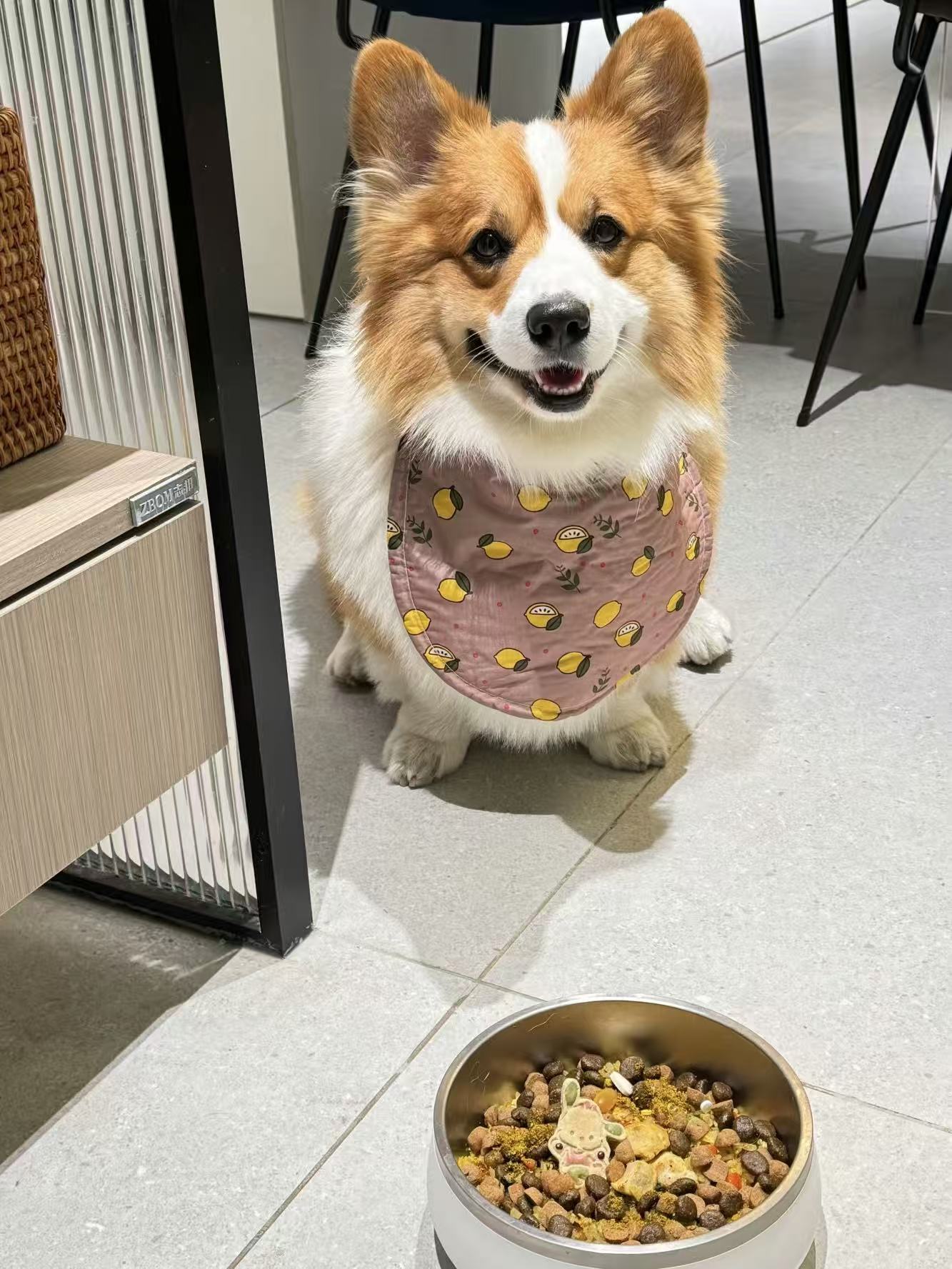 From Pill Battles to Treat Time: Why Easy-to-Feed Chews Are Transforming Pet Health