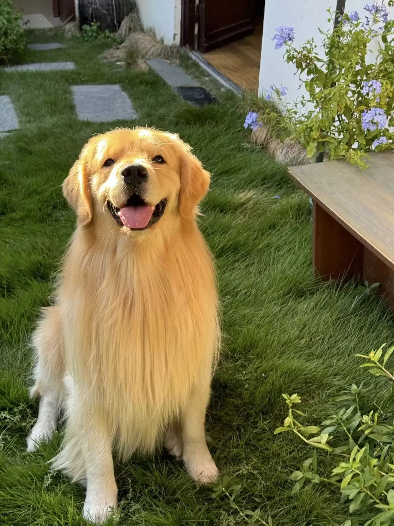 Fall-Allergies-in-Dogs-Why-Probiotics-Are-the-Secret-to-Seasonal-Relief Pawbio｜Nutritional supplement kit for your furry friends