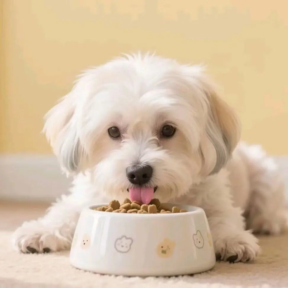 Pet-Supplements-at-Different-Life-Stages-Keeping-Your-Pet-Healthy-from-Start-to-Senior Pawbio｜Nutritional supplement kit for your furry friends