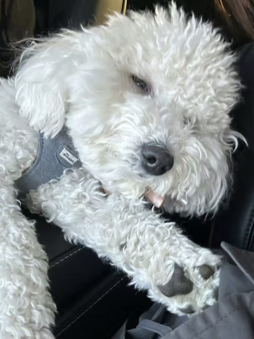 🐶 Dog Throwing Up Undigested Food? Causes, Symptoms & Solutions