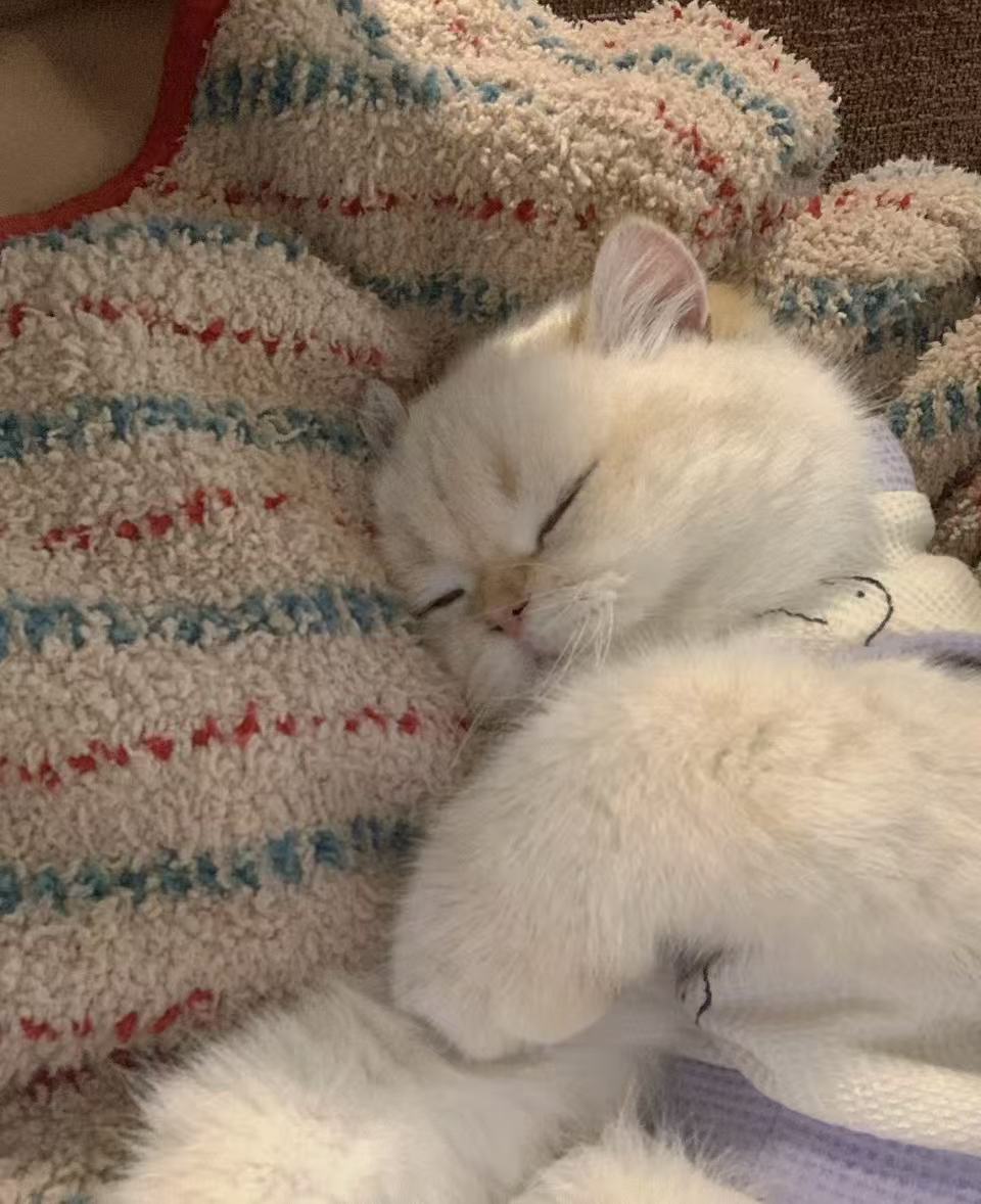 🐾 Understanding and Managing Your Cat's Clingy Behavior