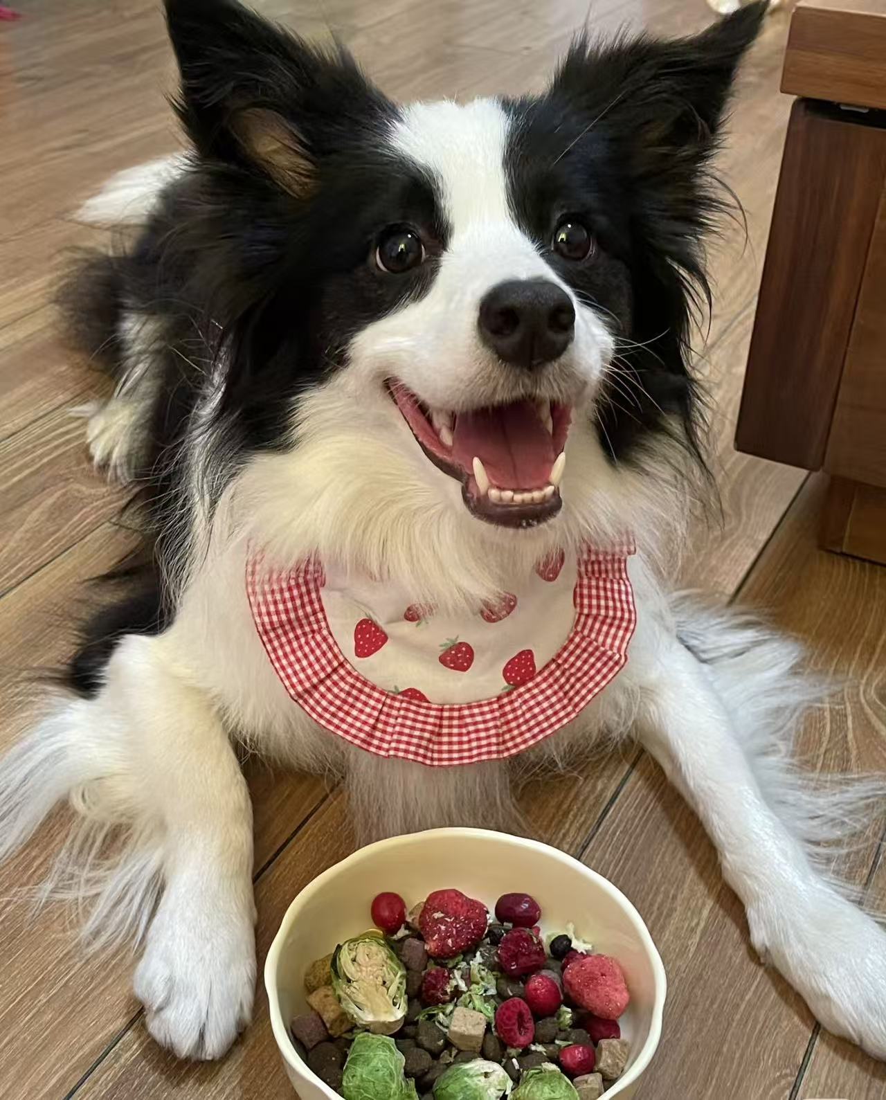 From-Medicine-Time-to-Life-with-Pets-Why-Modern-Pet-Parents-Seek-More-Than-Just-Nutrition Pawbio｜Nutritional supplement kit for your furry friends