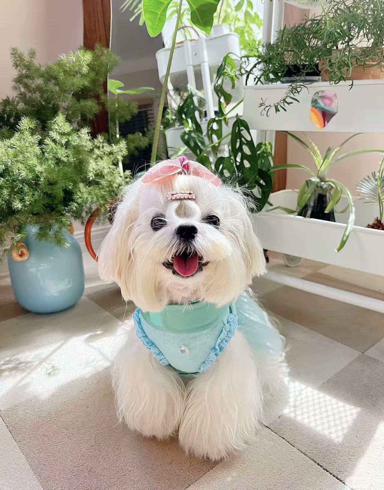 Give Your Pet a Paw Up: Pawbio Highlights DHA as the Secret to Superior Vision and Brain Development in Puppies and Kittens