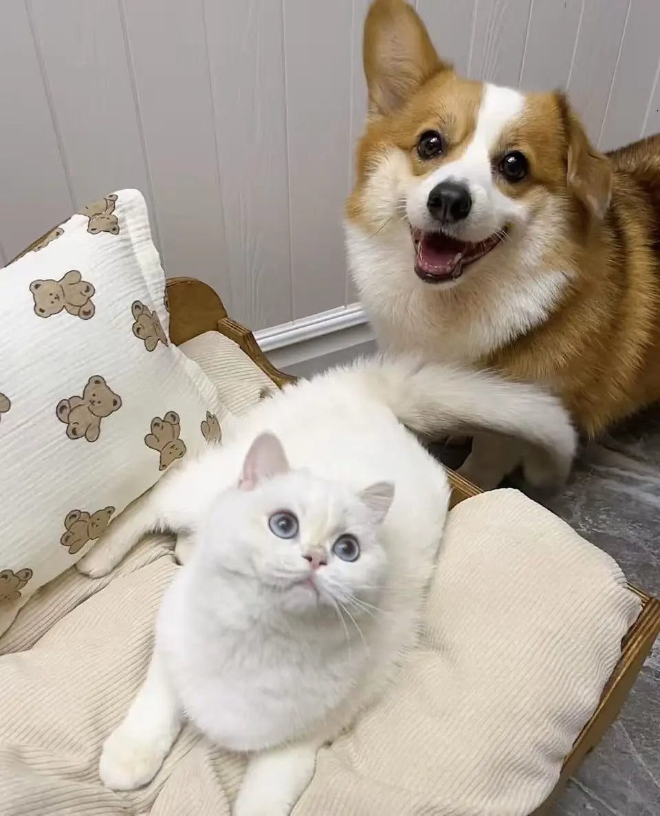 New-Rescue-Pup-or-Kitten-Help-Them-Feel-at-Home-from-Day-One Pawbio｜Nutritional supplement kit for your furry friends