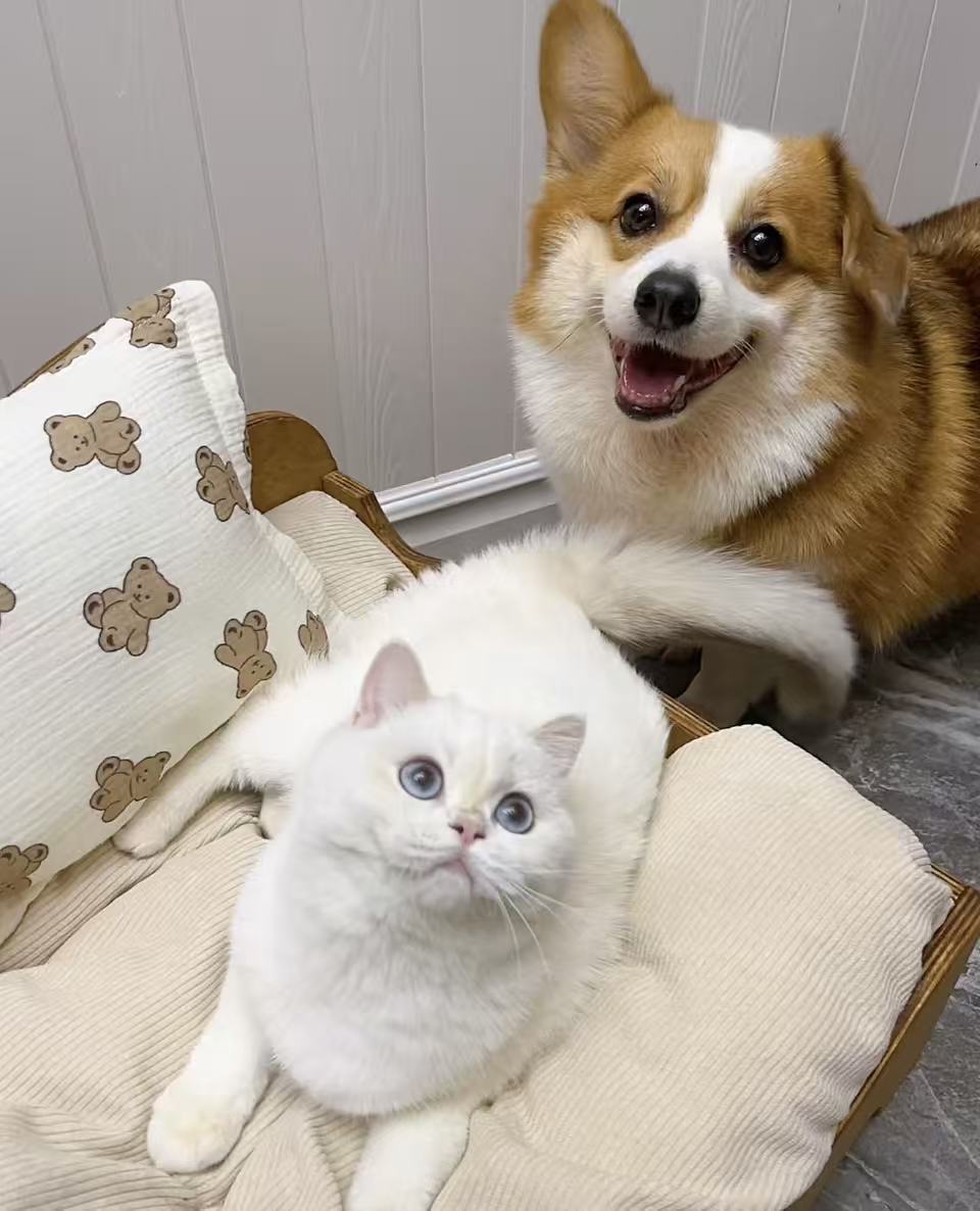 New Rescue Pup or Kitten? Help Them Feel at Home from Day One