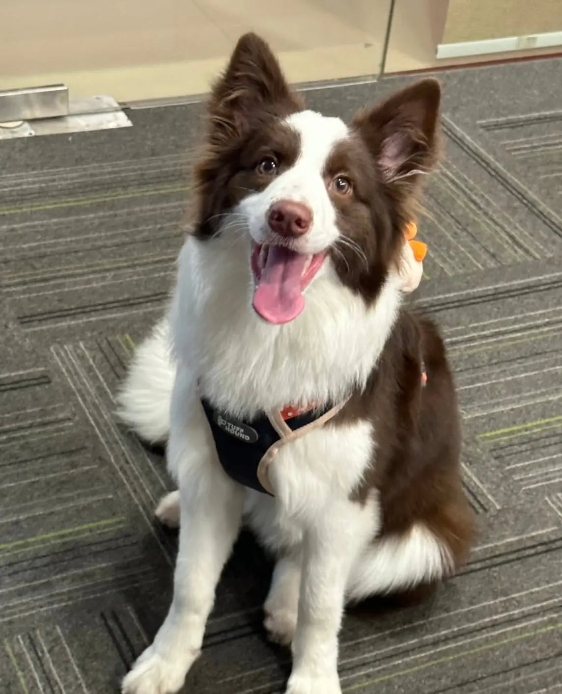 Why-Ingredient-Sourcing-Matters-in-Pet-Wellness-Supplements Pawbio｜Nutritional supplement kit for your furry friends