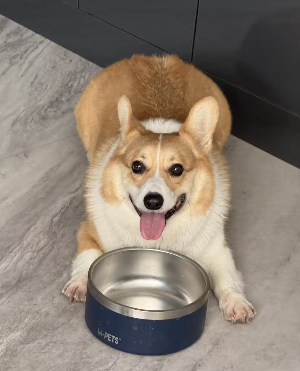 Pill Panic vs. Treat Time: Tackling Pet Supplement Compliance with Easy-to-Feed Chews