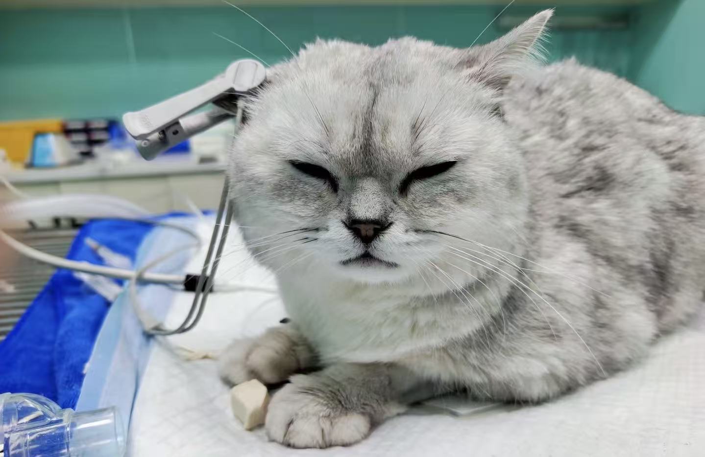 Understanding Heart Murmurs in Cats: Pathophysiology, Prognosis & the Potential Role of Coenzyme Q10 (CoQ10)