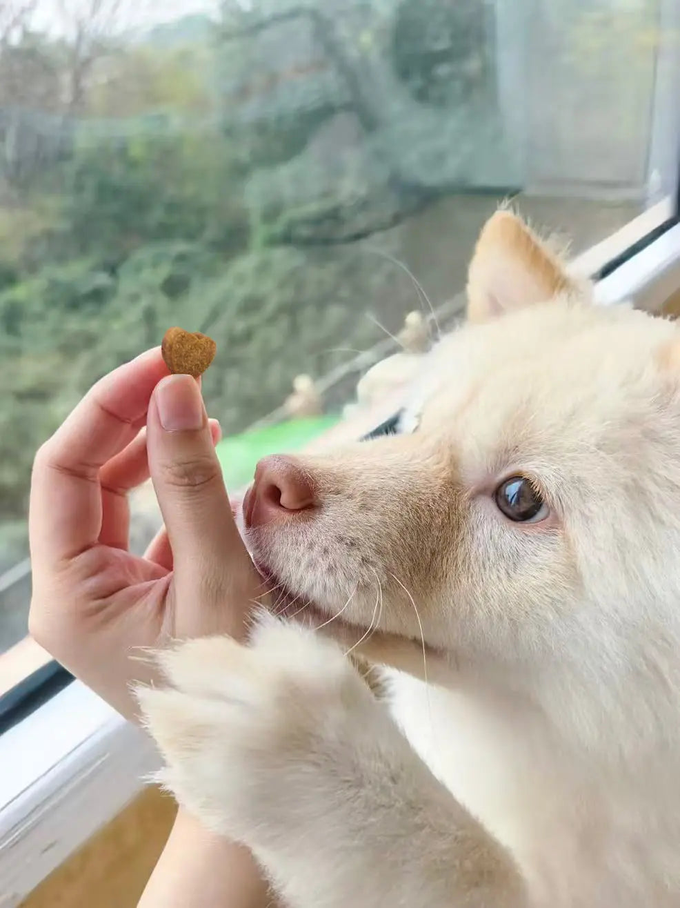 Understanding-Pet-Supplements Pawbio｜Nutritional supplement kit for your furry friends