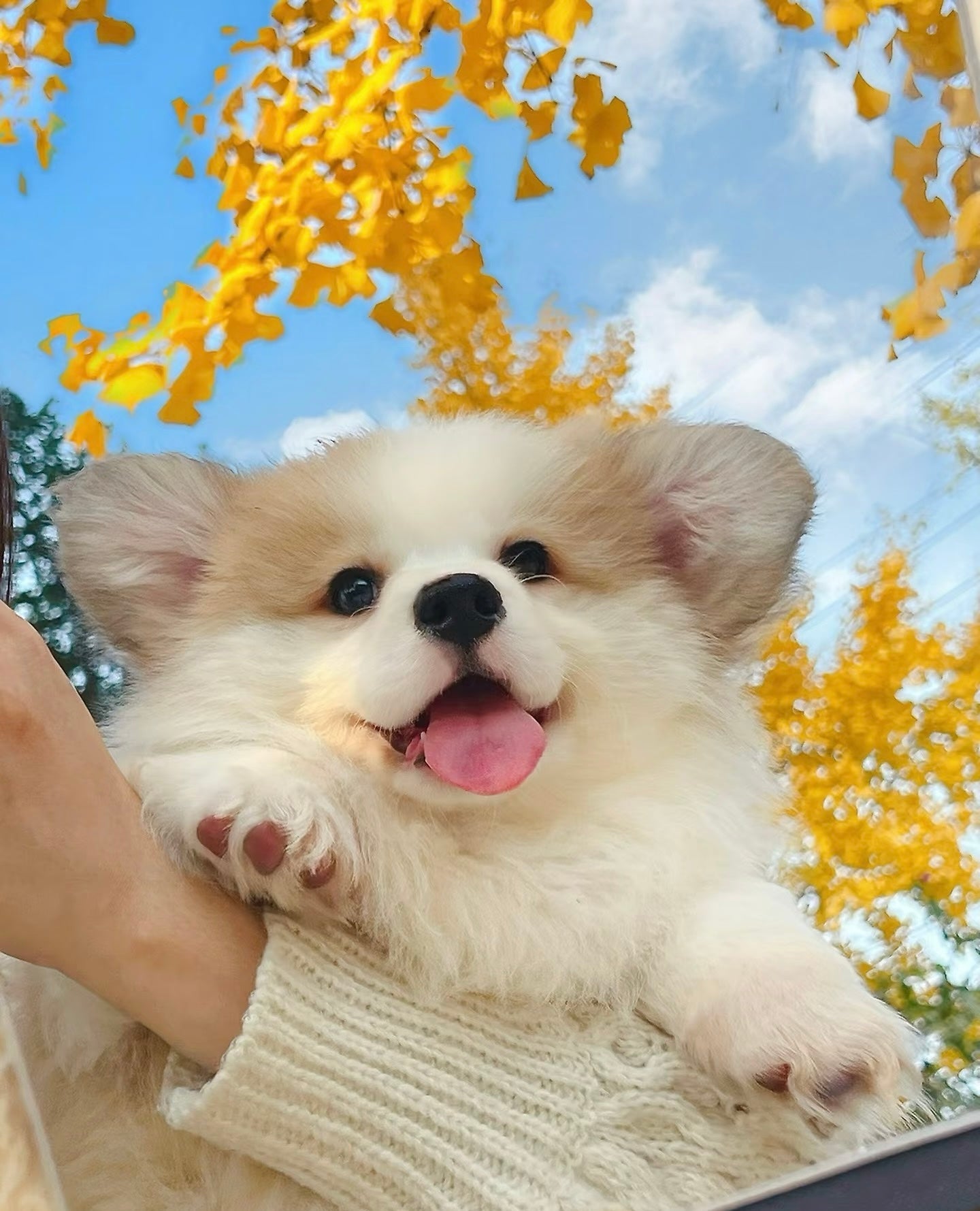 How Dogs Guard Your Heart: The Science Behind Canine Companionship and Cardiovascular Health