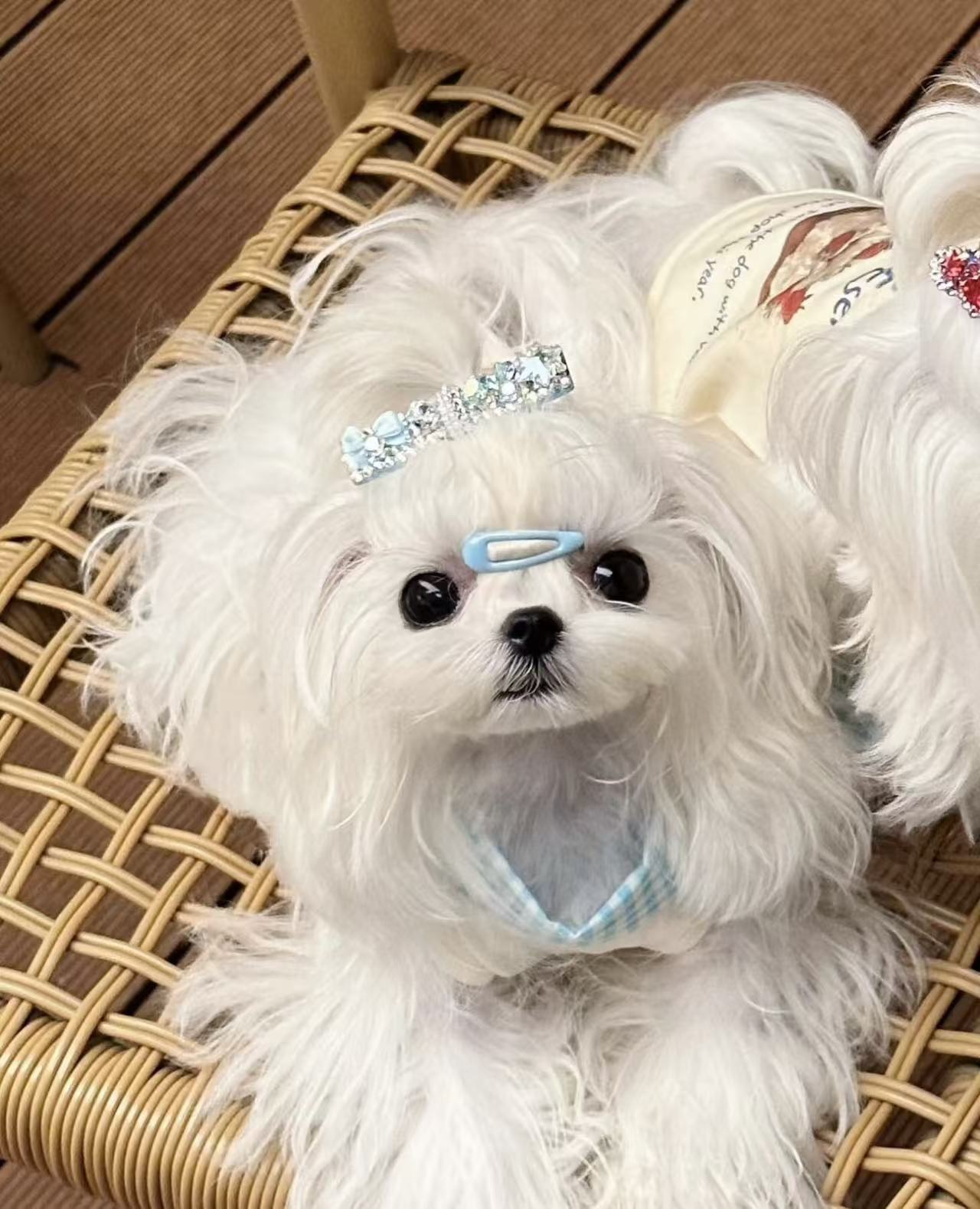 Seasonal-Allergies-in-Dogs-Symptoms-Causes-and-Relief Pawbio｜Nutritional supplement kit for your furry friends