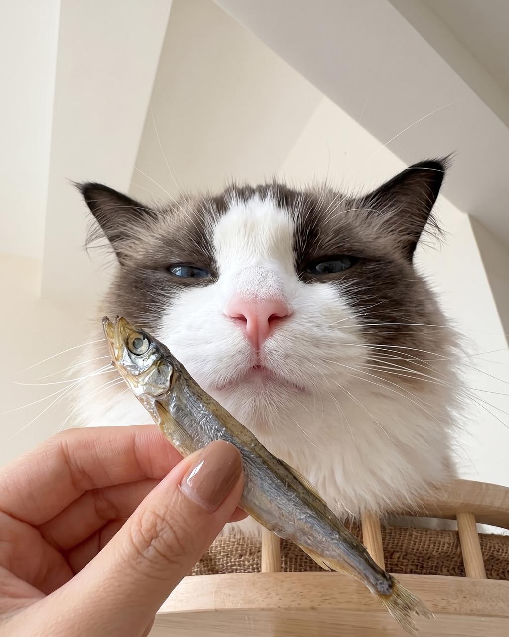 Can Freeze-Dried Smelt with Roe Tempt a Picky Pet?