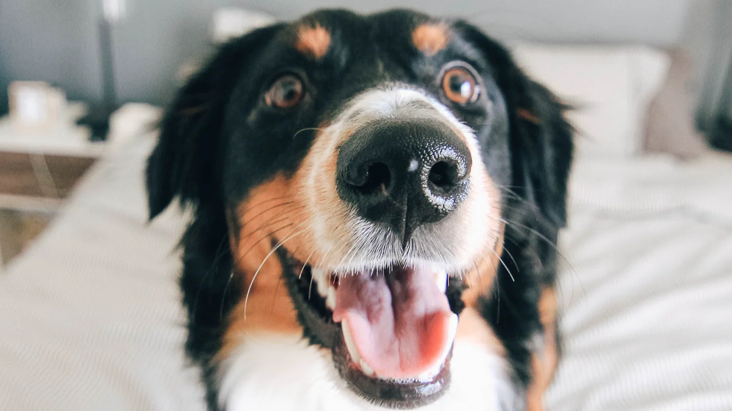 🐾 Breaking the Stereotype: Pet Supplements Don’t Have to Feel Like “Medication Time”