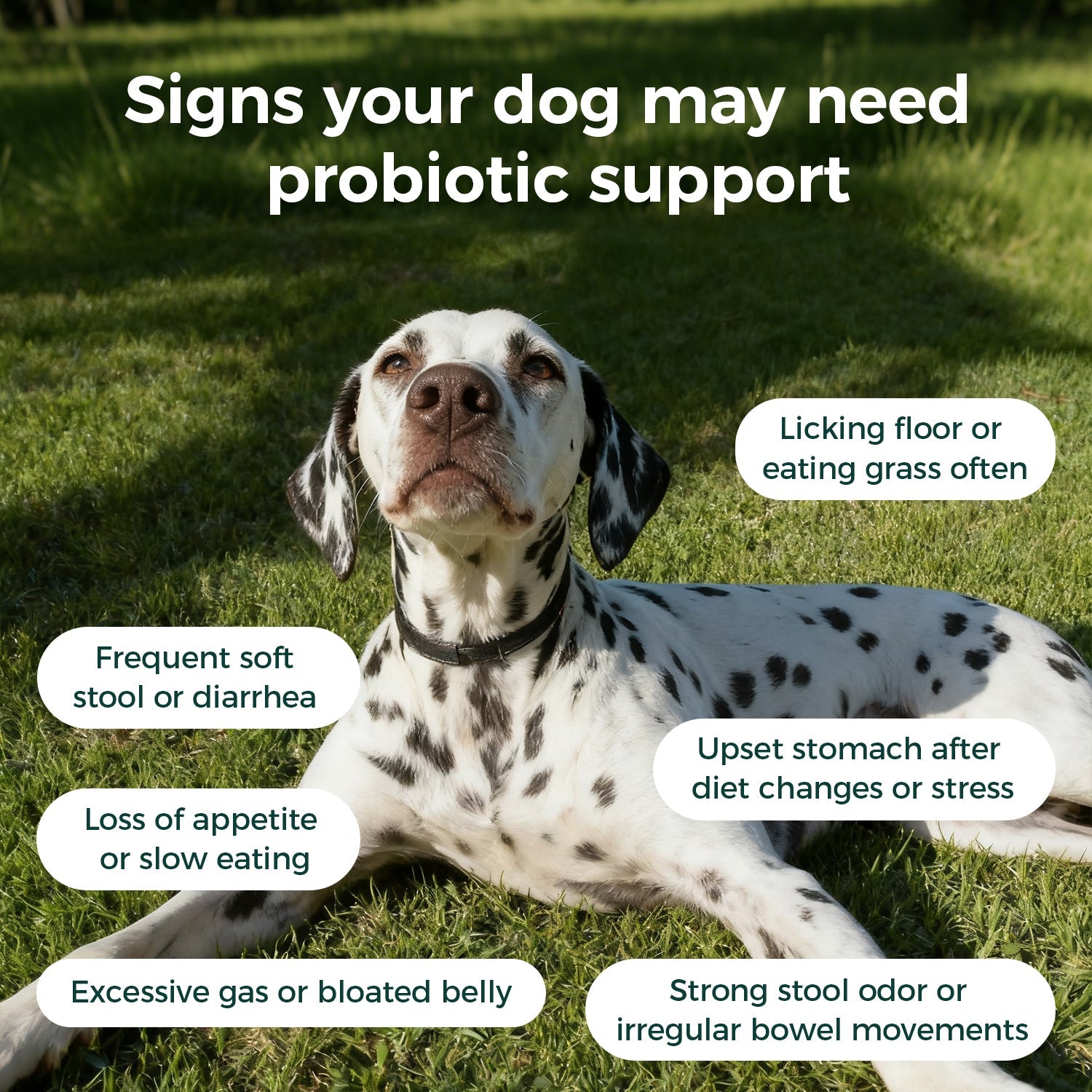 Digestive Health Pawbio｜Nutritional supplement kit for your furry friends