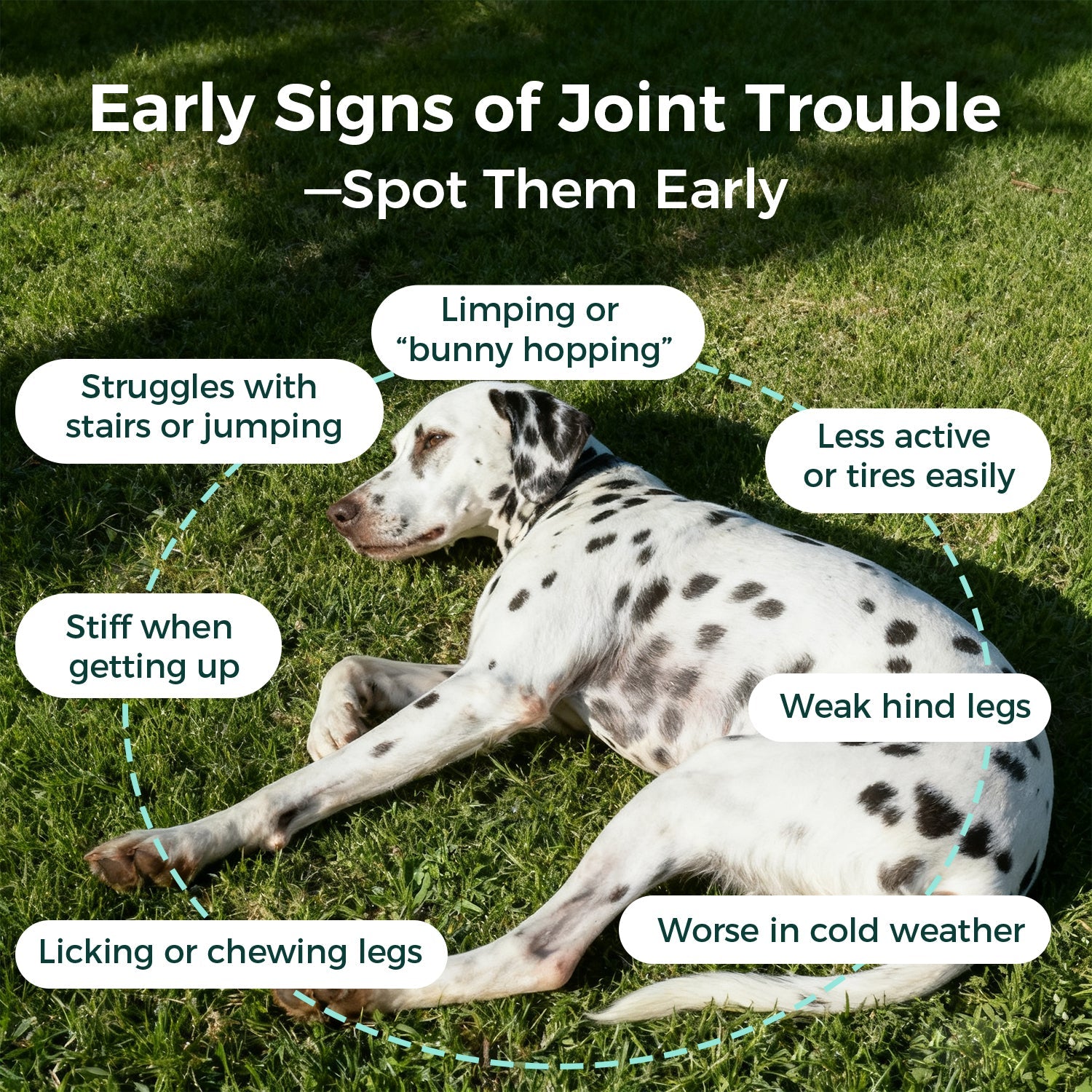 Joint Health Pawbio｜Nutritional supplement kit for your furry friends