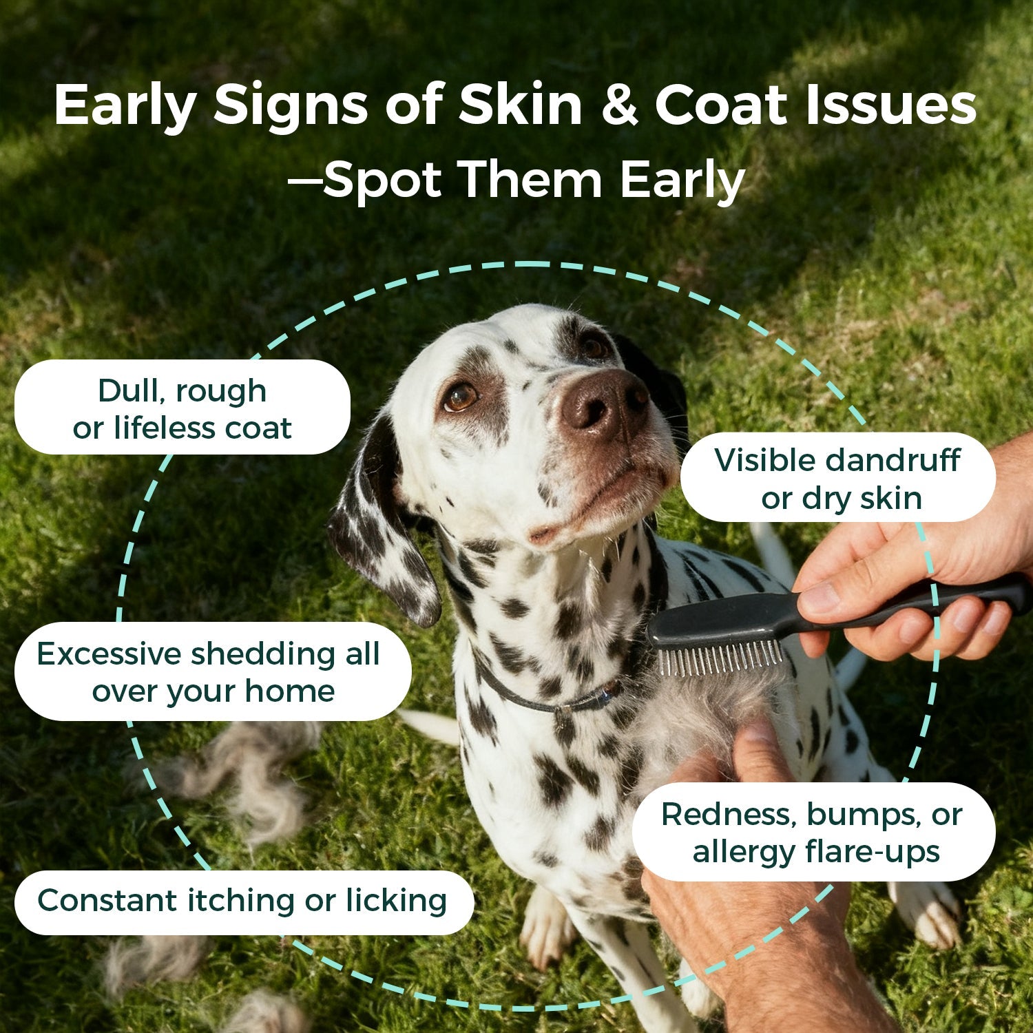 Skin Support Pawbio｜Nutritional supplement kit for your furry friends