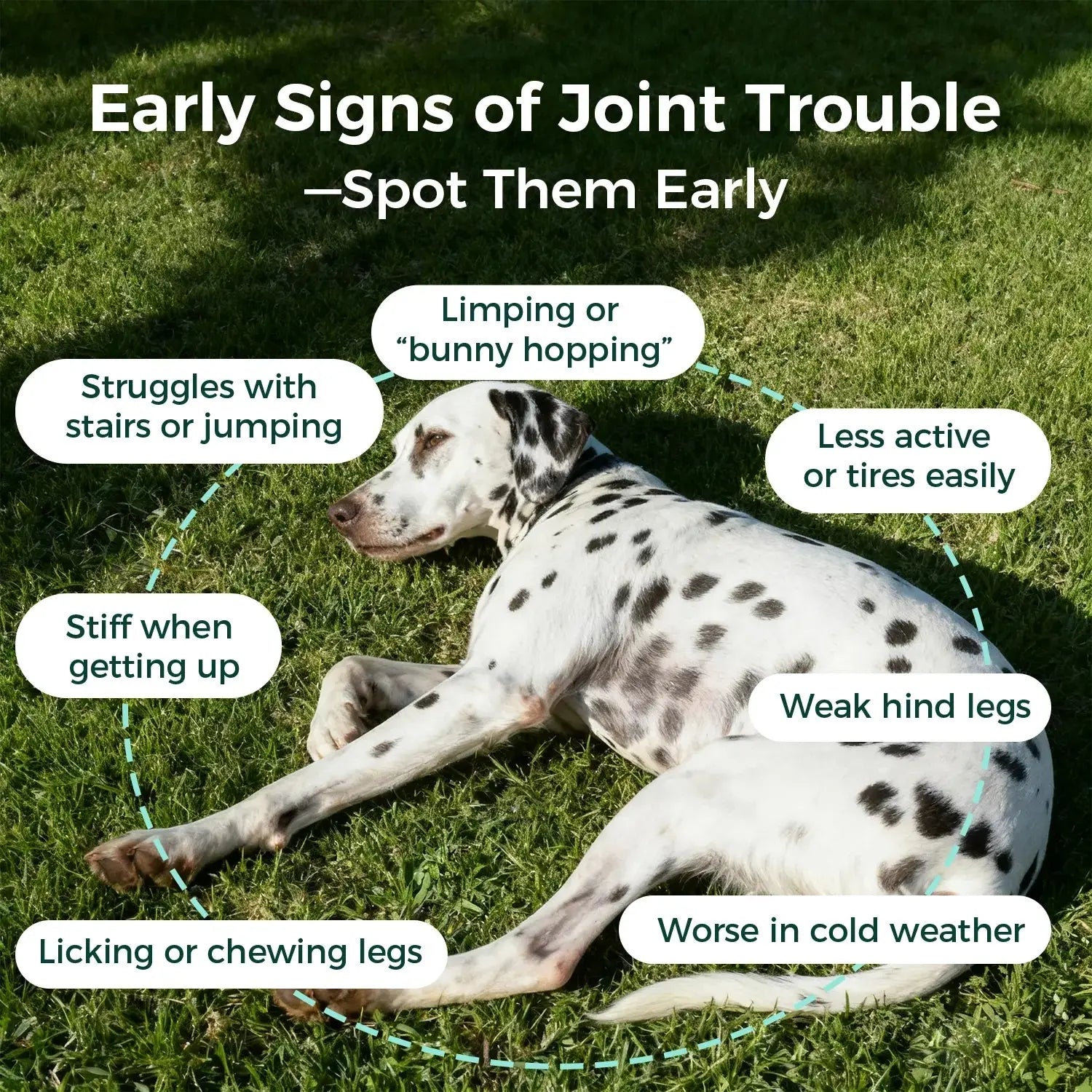 Hip & Joint Chews for Dogs Pawbio｜Nutritional supplement kit for your furry friends